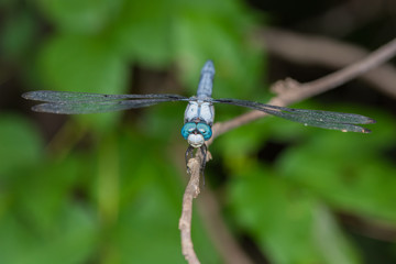 Dragonfly macro.  Blue eyed insect. 