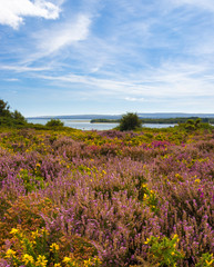 Obraz premium Purple and pink heather on Dorset heathland near Poole Harbour