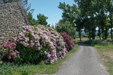 Hortensias en fleur au bord d'un chemin de Plozévet, en Bretagne