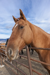 Beautiful horse portrait.