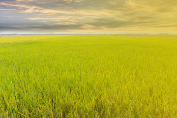 Green rice plant in thailand location is big food supply farm