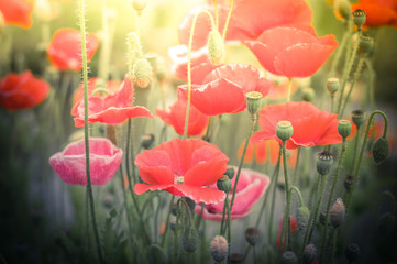 Fototapeta premium Abstract floral background in vintage style with soft selective focus. Wild poppy flowers on summer meadow. Watercolor painting effect