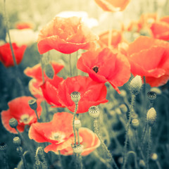 Abstract floral background in vintage style with soft selective focus. Wild poppy flowers on summer meadow. Watercolor painting effect