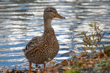 Duck by Pond