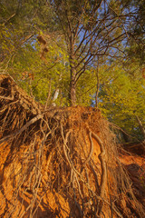 A forest scene with exposed roots in Troutman, North Carolina.