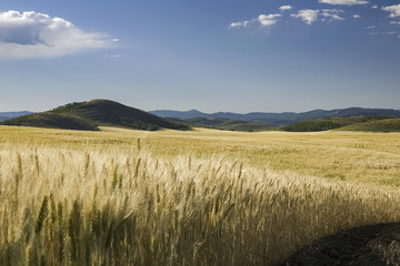 Obraz premium Ready for Harvest
