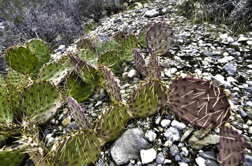 Rocks and Cactus