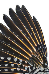 Closeup of Flicker bird upper wing/Closeup of upper wings of a Northern Red-Shafted flicker bird