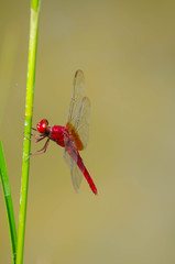 赤とんぼ