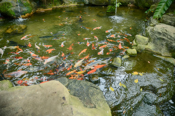 group of Koi Fish with red, orange,white and yellow color swimming in garden pool. crystal clear water with artificial man made rock