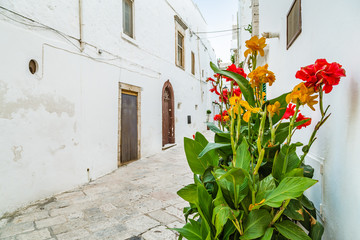 whitewashed houses of Locorotondo © Vivida Photo PC