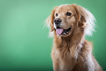 Golden Retriever Dog