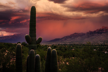 A Monsoon Storm in the Foothills of the Santa Catalina Mountains Bathed in Red Sunset Light. Tucson, Arizona. © Dennis