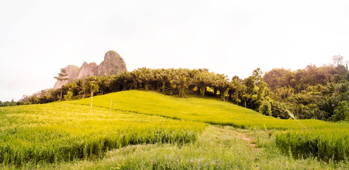 Mountain Rice Field
