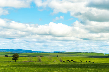Fototapeta na wymiar Australia countryside