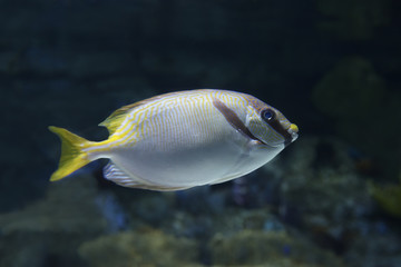Fototapeta premium Fish