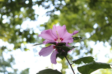 Pink Hibiscus Blooming