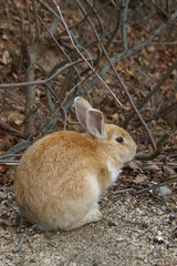 Rabbits in Okunoshima, Japan