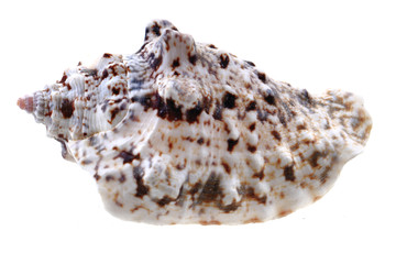 sea shell isolated