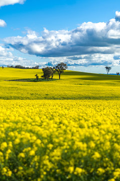 Canola field in Australia