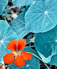 colorful bright nasturtium flowers on a background summer landsc