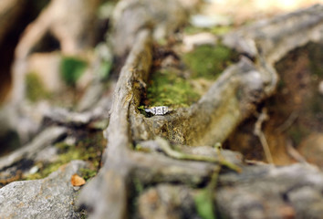 Hanging Rock Engagement