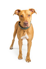Large mixed breed dog with brown coat standing over white studio background