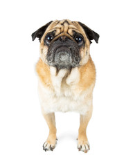 Pug Dog Attentive Expression Standing Looking Forward