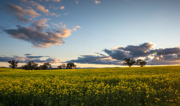 Canola field in Australia
