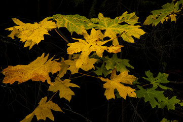 Oregon Leaves