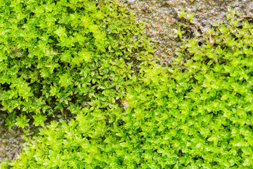The moss on the walls drip with moisture for background, texture