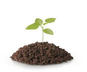 plant tree growing seedling on white
