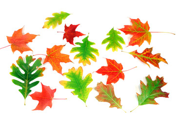 colorful autumn leaves isolated on white background