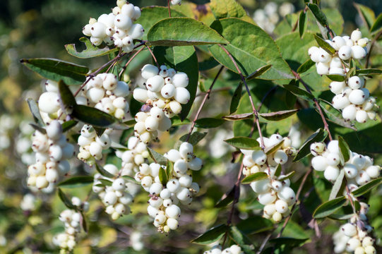Symphoricarpos albus berries