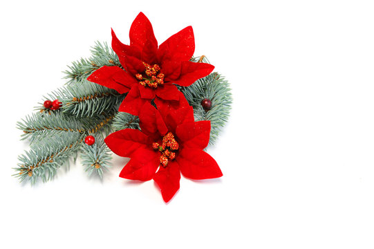poinsettia and pine cone for Christmas decoration