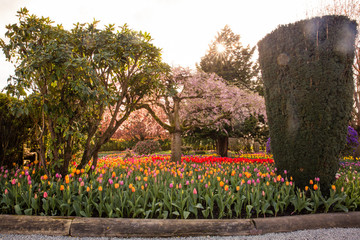 Roozengaarde Tulips