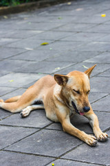 resting dog on cement floor