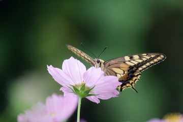 コスモスとキアゲハ
