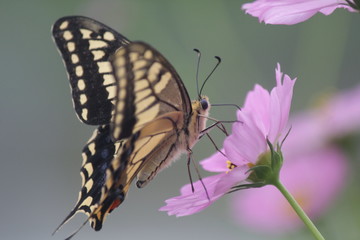 コスモスとキアゲハ