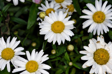 Obraz premium Colors flowers IV