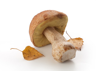 White mushrooms and yellow birch leaves