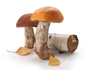 Isolated aspen mushrooms
