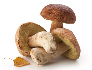 White mushrooms and yellow birch leaves