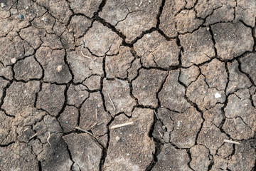The soil looks dry