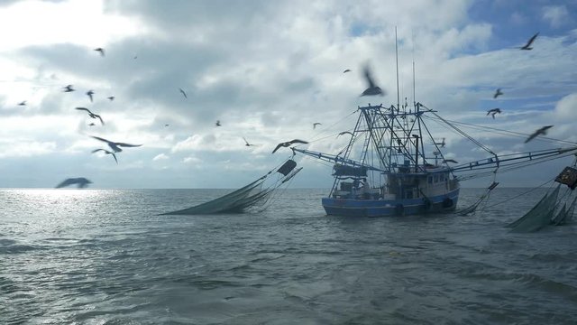 Seagulls fly around a shrimping boat trawling in the ocean.