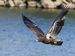 Juvenile Bald Eagle in Flight with Fish