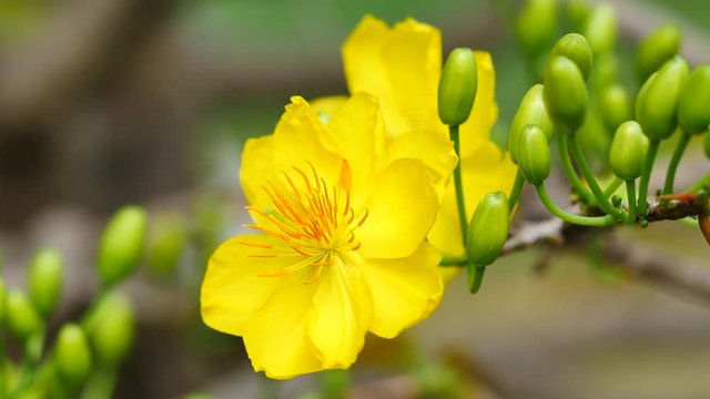Apricot blossom,Hoa Mai tree (Ochna Integerrima), Yellow apricot flowers bloom in the New Year's Day traditional Tet in Vietnam 