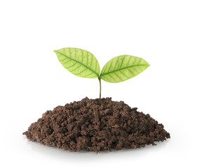 plant tree growing seedling on white