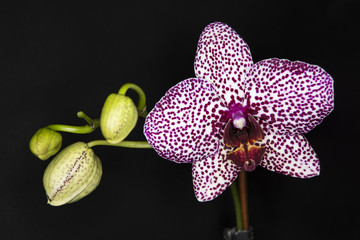 Spotted orchid flower.