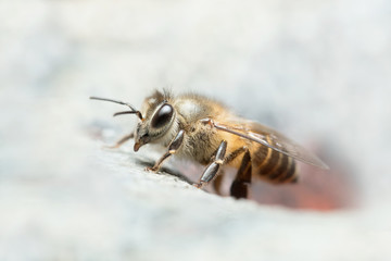 
Honey Bee in Southeast Asia.
